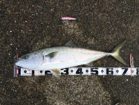 ポーアイ沖爆釣